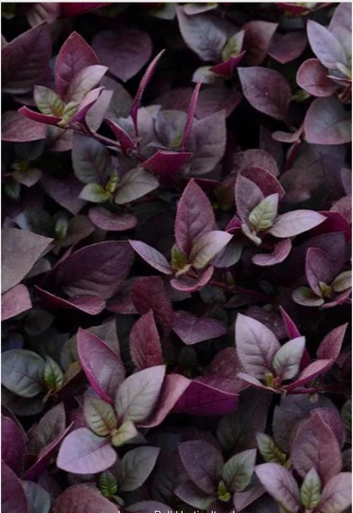 Alternanthera Purple Prince Live Plant – 4.5 inch Pot – Outdoor & Indoor - Image 2