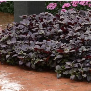Alternanthera Purple Prince Live Plant – 4.5 inch Pot – Outdoor & Indoor - Image 1