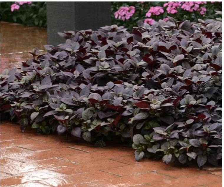 Alternanthera Purple Prince Live Plant – 4.5 inch Pot – Outdoor & Indoor - Image 1
