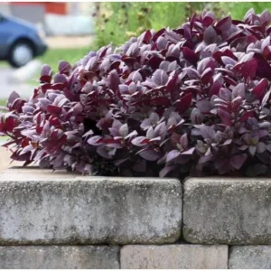 Alternanthera Purple Prince Live Plant – 4.5 inch Pot – Outdoor & Indoor - Image 3
