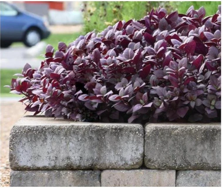 Alternanthera Purple Prince Live Plant – 4.5 inch Pot – Outdoor & Indoor - Image 3