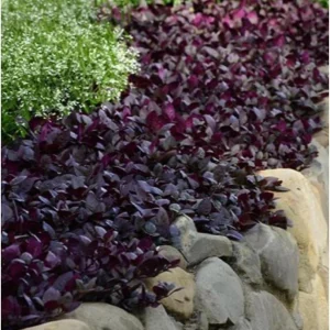 Alternanthera Purple Prince Live Plant – 4.5 inch Pot – Outdoor & Indoor - Image 4