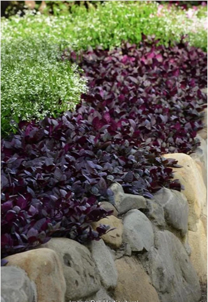 Alternanthera Purple Prince Live Plant – 4.5 inch Pot – Outdoor & Indoor - Image 4