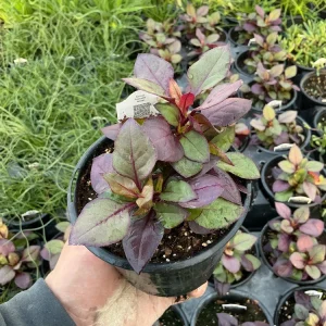 Alternanthera Purple Prince Live Plant – 4.5 inch Pot – Outdoor & Indoor - Image 5