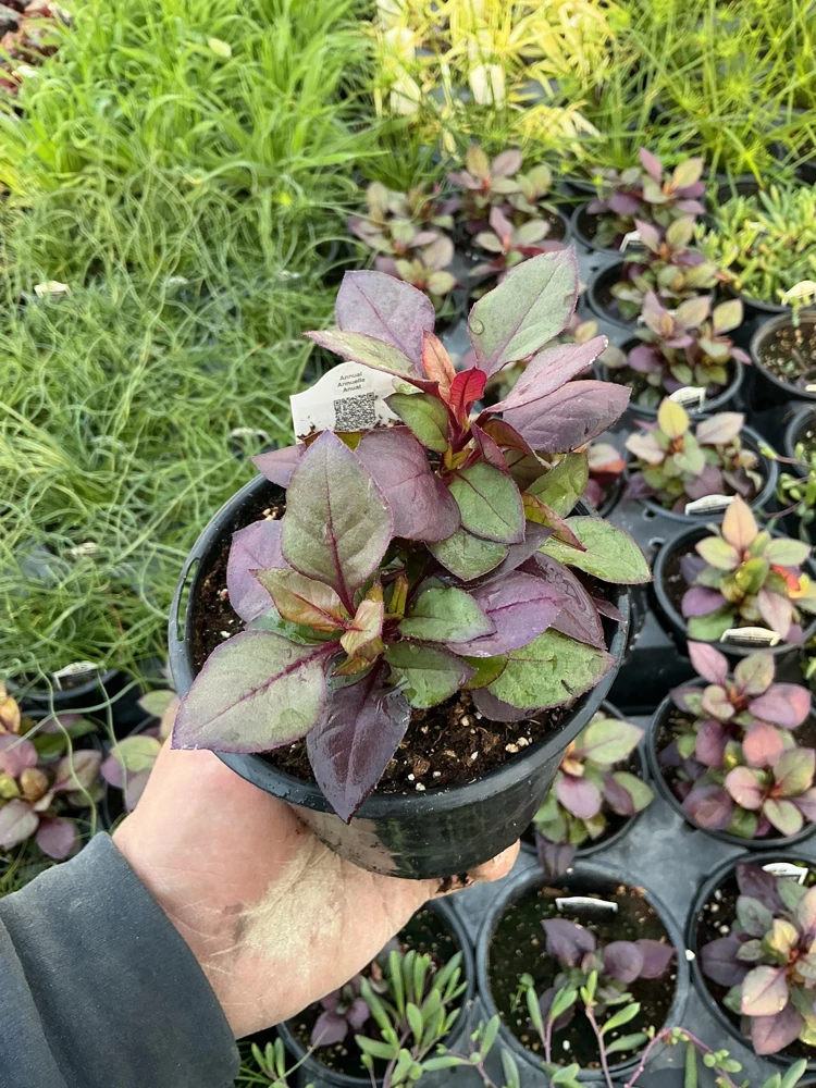 Alternanthera Purple Prince Live Plant – 4.5 inch Pot – Outdoor & Indoor - Image 5