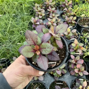 Alternanthera Purple Prince Live Plant – 4.5 inch Pot – Outdoor & Indoor - Image 6