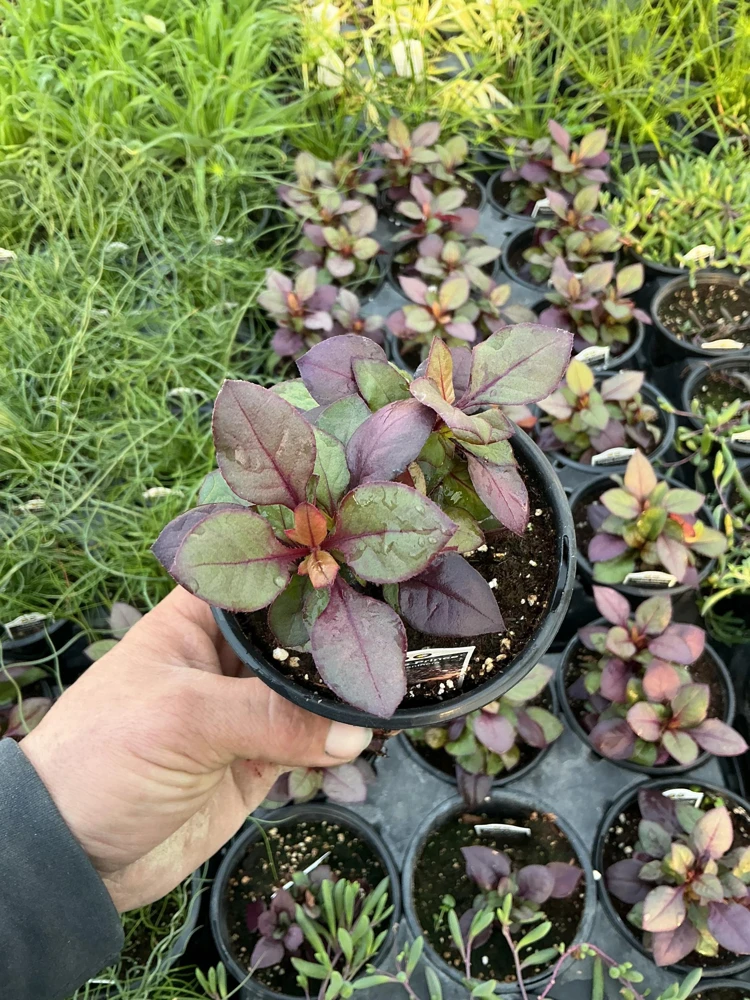 Alternanthera Purple Prince Live Plant – 4.5 inch Pot – Outdoor & Indoor - Image 6