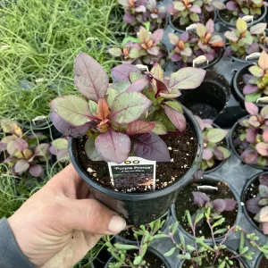 Alternanthera Purple Prince Live Plant – 4.5 inch Pot – Outdoor & Indoor - Image 7