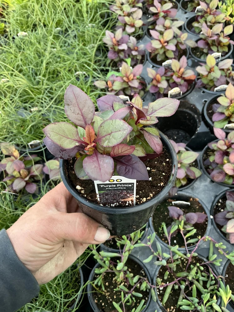 Alternanthera Purple Prince Live Plant – 4.5 inch Pot – Outdoor & Indoor - Image 7