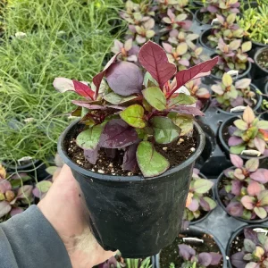 Alternanthera Purple Prince Live Plant – 4.5 inch Pot – Outdoor & Indoor - Image 8