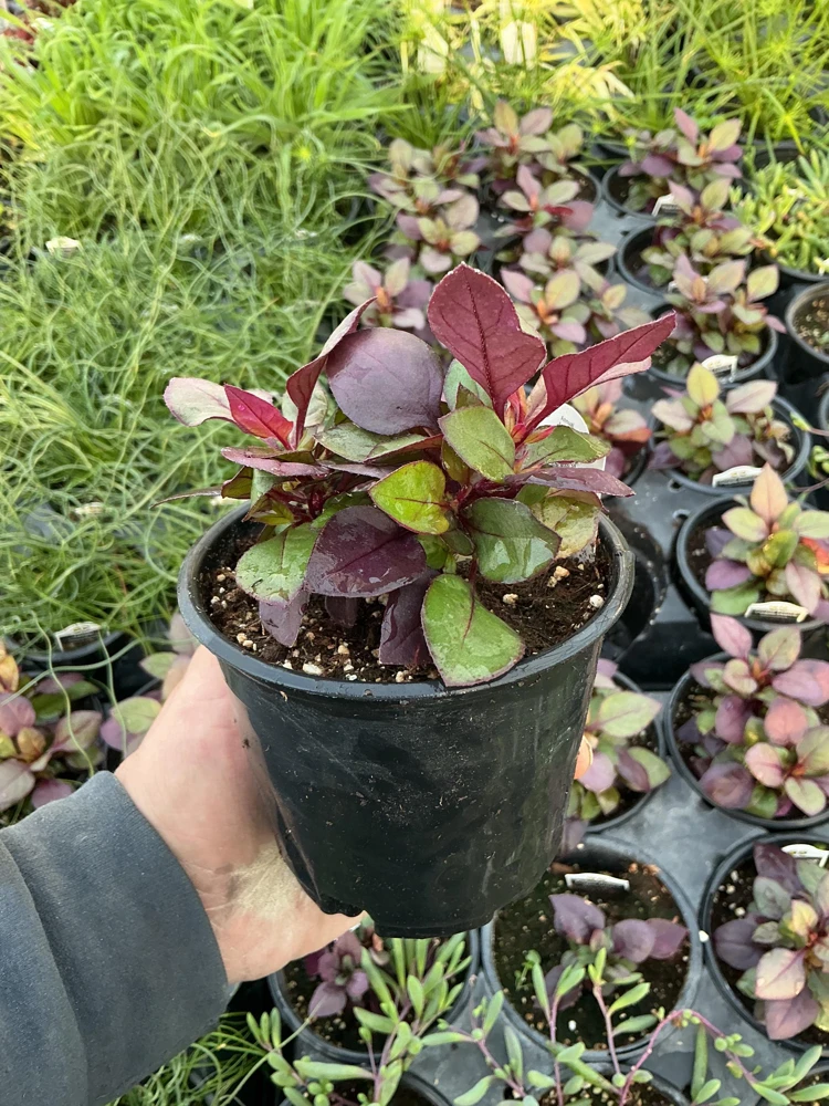 Alternanthera Purple Prince Live Plant – 4.5 inch Pot – Outdoor & Indoor - Image 8