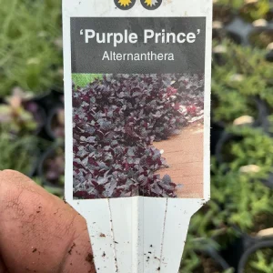 Alternanthera Purple Prince Live Plant – 4.5 inch Pot – Outdoor & Indoor - Image 9