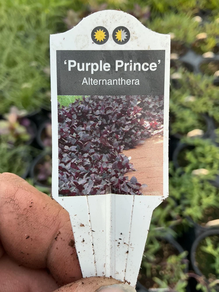 Alternanthera Purple Prince Live Plant – 4.5 inch Pot – Outdoor & Indoor - Image 9