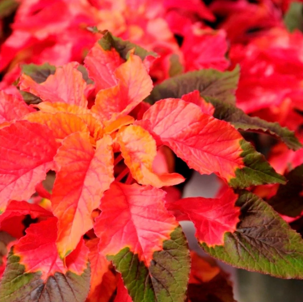 Amaranthus Carnival Live Plant – 4.5 inch Pot – Outdoor Annual - Image 2