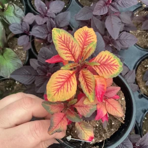 Amaranthus Carnival Live Plant – 4.5 inch Pot – Outdoor Annual - Image 3