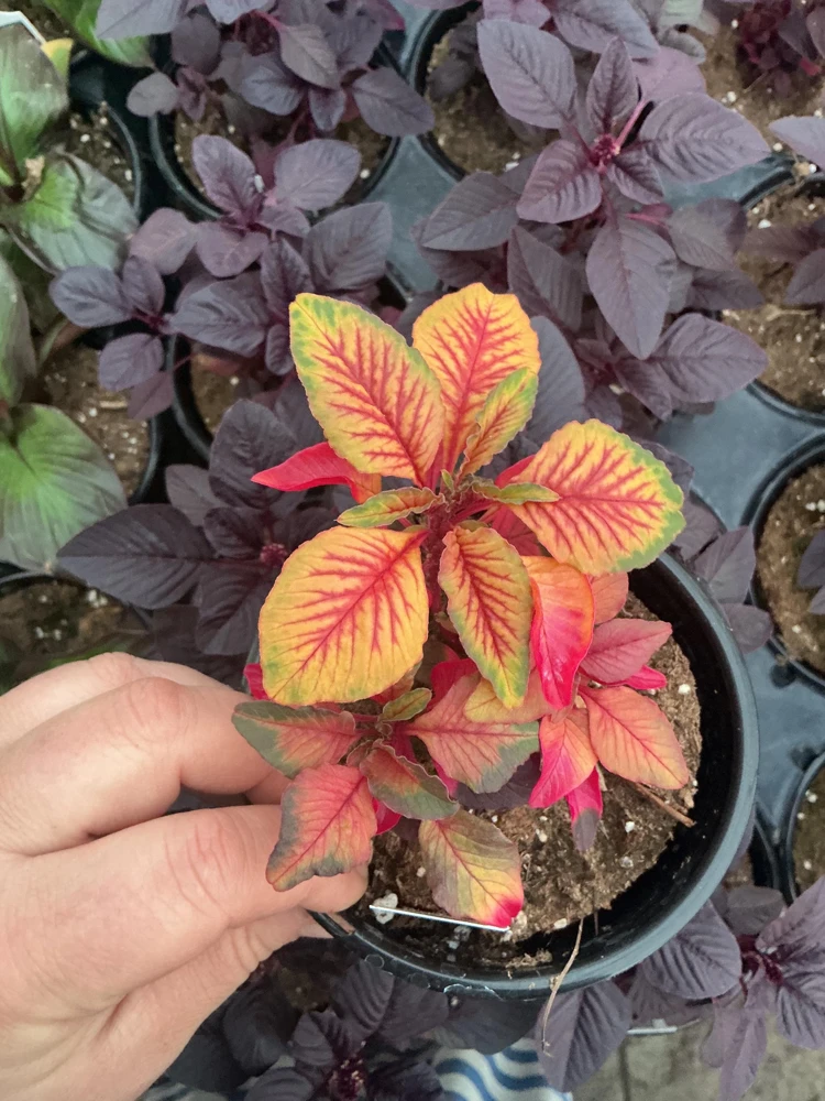 Amaranthus Carnival Live Plant – 4.5 inch Pot – Outdoor Annual - Image 3