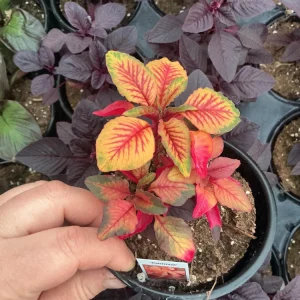 Amaranthus Carnival Live Plant – 4.5 inch Pot – Outdoor Annual - Image 4