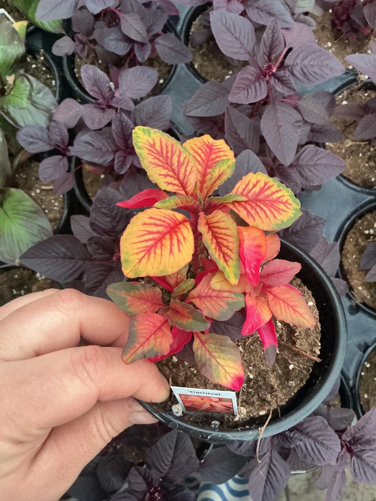 Amaranthus Carnival Live Plant – 4.5 inch Pot – Outdoor Annual - Image 4