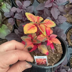 Amaranthus Carnival Live Plant – 4.5 inch Pot – Outdoor Annual - Image 5