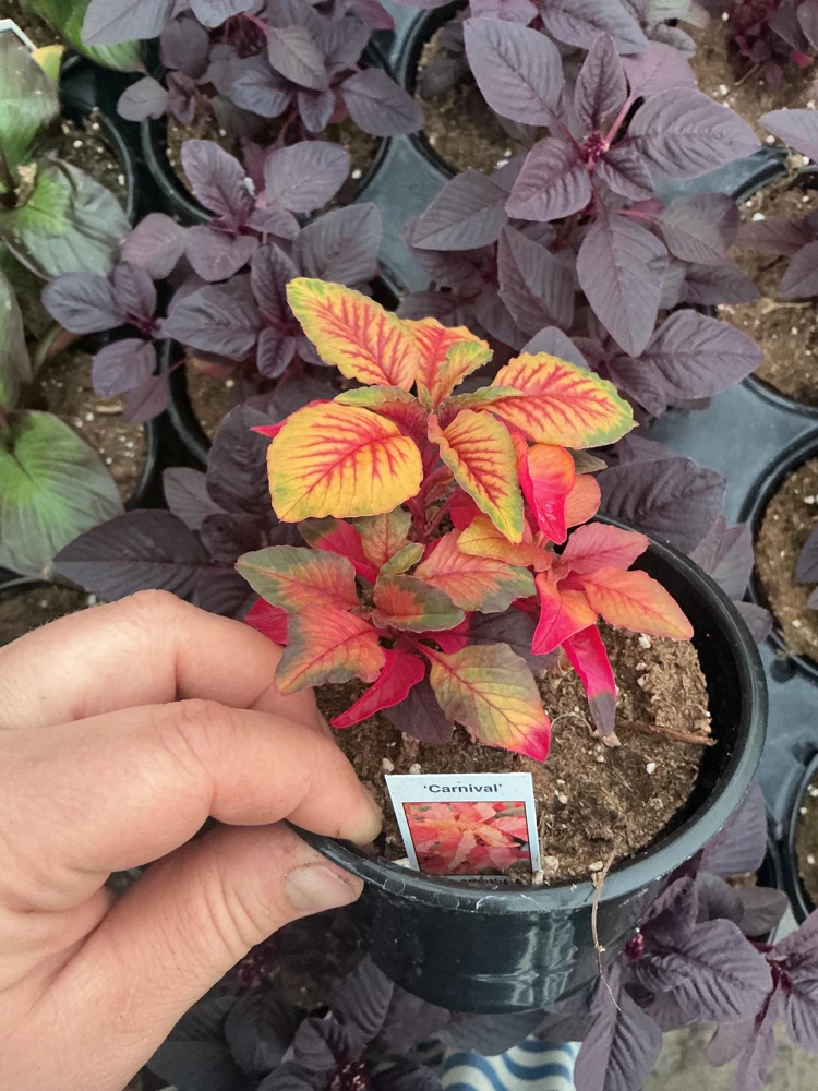Amaranthus Carnival Live Plant – 4.5 inch Pot – Outdoor Annual - Image 5