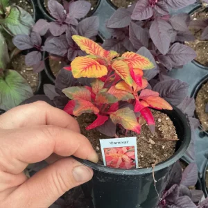 Amaranthus Carnival Live Plant – 4.5 inch Pot – Outdoor Annual - Image 6