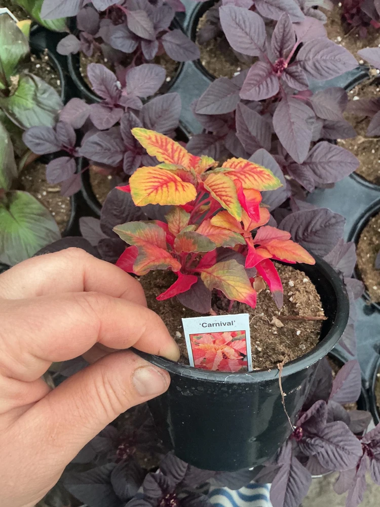 Amaranthus Carnival Live Plant – 4.5 inch Pot – Outdoor Annual - Image 6