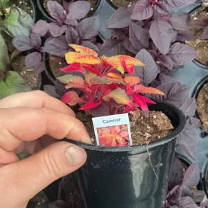 Amaranthus Carnival Live Plant – 4.5 inch Pot – Outdoor Annual - Image 7