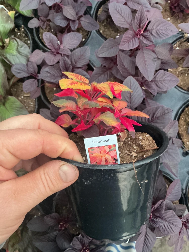 Amaranthus Carnival Live Plant – 4.5 inch Pot – Outdoor Annual - Image 7