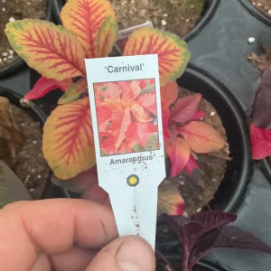 Amaranthus Carnival Live Plant – 4.5 inch Pot – Outdoor Annual - Image 8