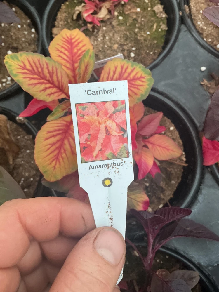 Amaranthus Carnival Live Plant – 4.5 inch Pot – Outdoor Annual - Image 8