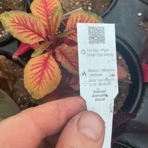 Amaranthus Carnival Live Plant – 4.5 inch Pot – Outdoor Annual - Image 9