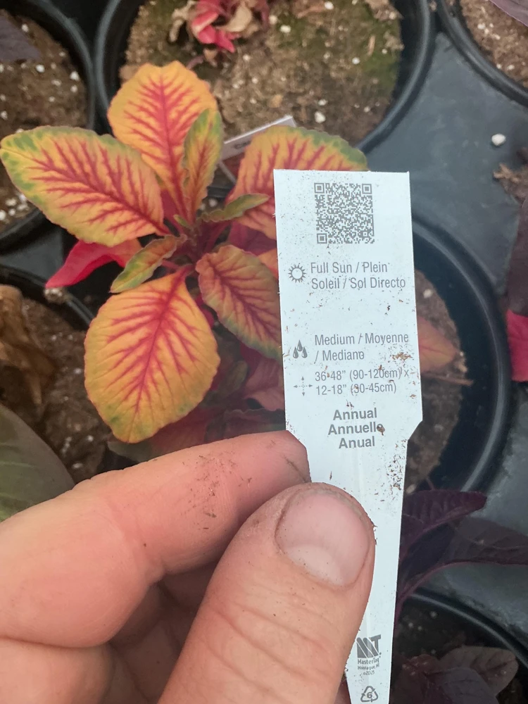 Amaranthus Carnival Live Plant – 4.5 inch Pot – Outdoor Annual - Image 9