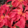 Amaranthus Carnival Live Plant – 4.5 inch Pot – Outdoor Annual - Image 1