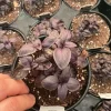 Amethyst Basil Live Plant - 4.5" Pot - Fragrant Culinary Herb - Image 1