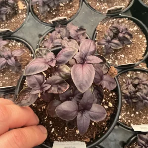 Amethyst Basil Live Plant - 4.5