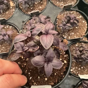 Amethyst Basil Live Plant - 4.5
