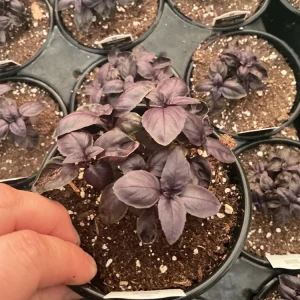 Amethyst Basil Live Plant - 4.5