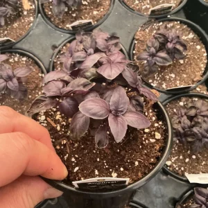 Amethyst Basil Live Plant - 4.5