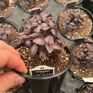 Amethyst Basil Live Plant - 4.5