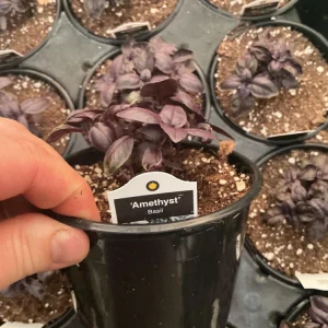Amethyst Basil Live Plant - 4.5