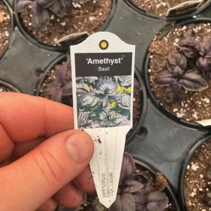 Amethyst Basil Live Plant - 4.5