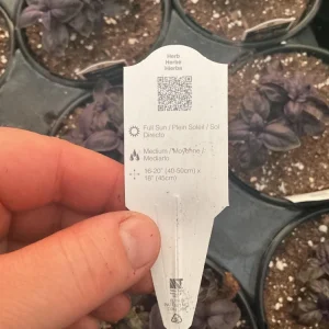 Amethyst Basil Live Plant - 4.5