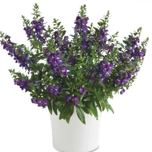 Angelonia Alonia Big Blue Live Plant – 4.5 inch Pot – Outdoor Annual - Image 2
