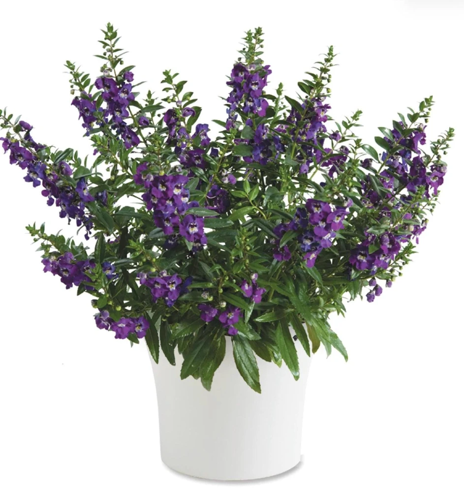 Angelonia Alonia Big Blue Live Plant – 4.5 inch Pot – Outdoor Annual - Image 2