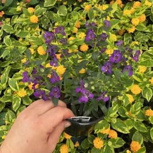 Angelonia Alonia Big Blue Live Plant – 4.5 inch Pot – Outdoor Annual - Image 3