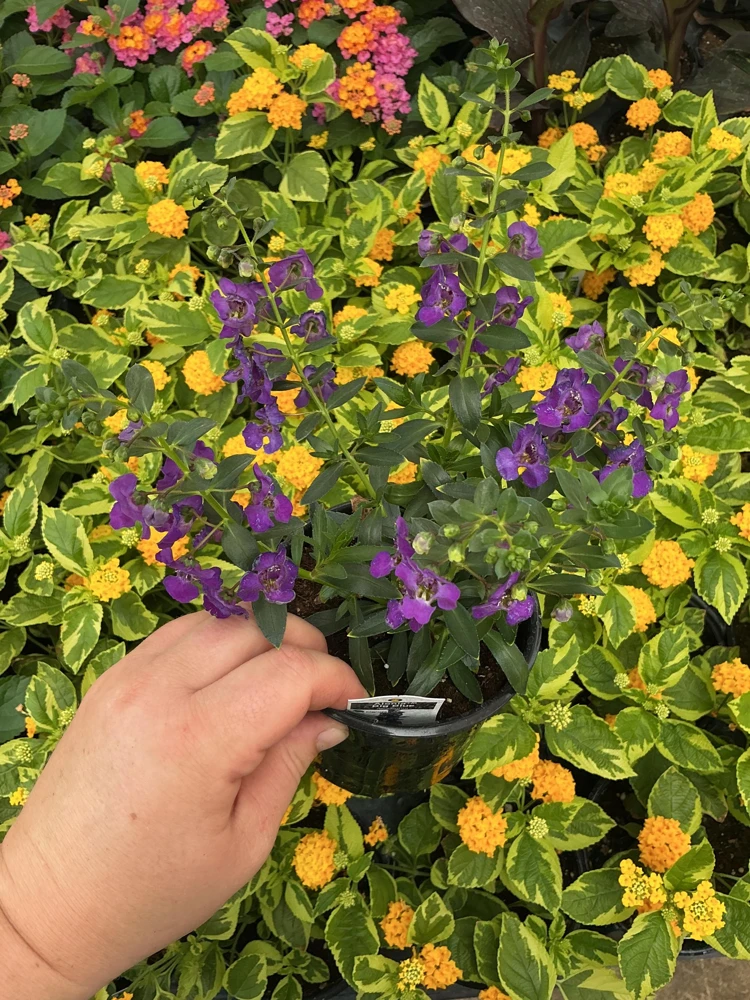 Angelonia Alonia Big Blue Live Plant – 4.5 inch Pot – Outdoor Annual - Image 3