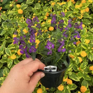 Angelonia Alonia Big Blue Live Plant – 4.5 inch Pot – Outdoor Annual - Image 4