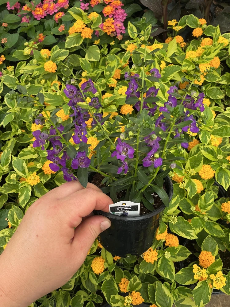 Angelonia Alonia Big Blue Live Plant – 4.5 inch Pot – Outdoor Annual - Image 4
