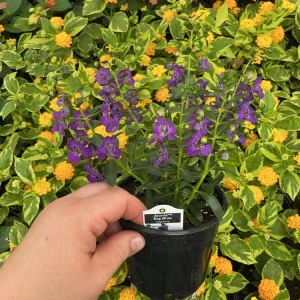 Angelonia Alonia Big Blue Live Plant – 4.5 inch Pot – Outdoor Annual - Image 5