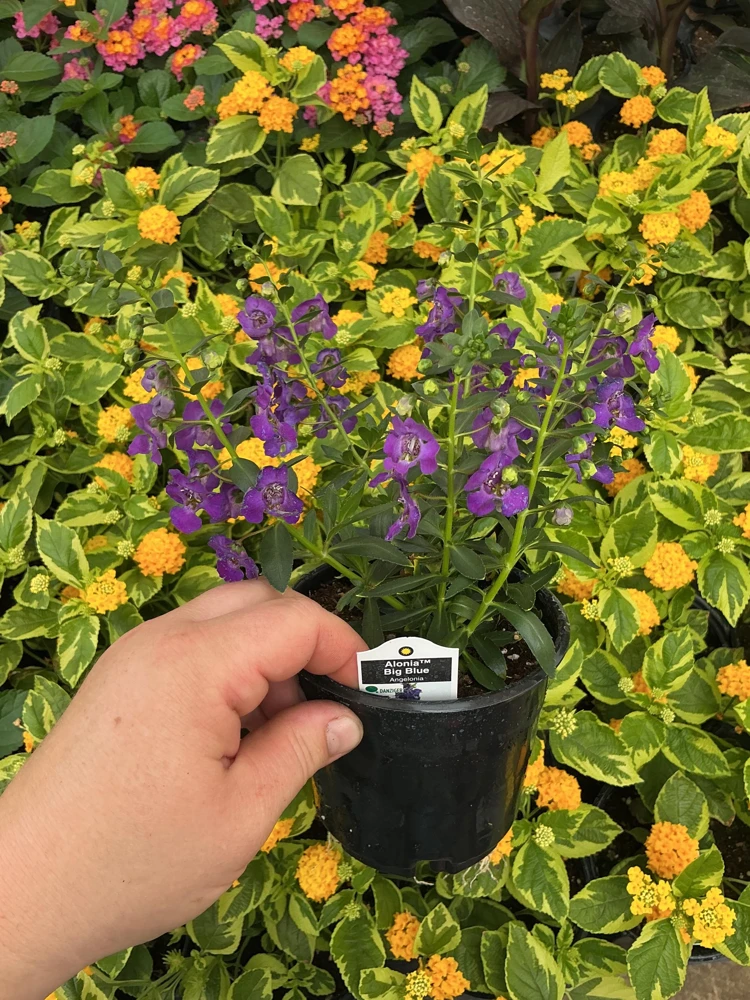 Angelonia Alonia Big Blue Live Plant – 4.5 inch Pot – Outdoor Annual - Image 5